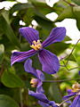 Clematis x durandii IMG_7234 Powojnik